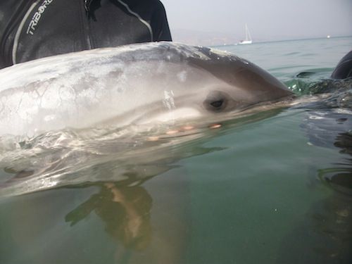 El delfín varado en Roquetas de Mar (Almería) mejora su estado de salud