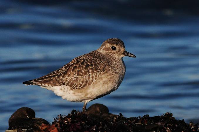 Conservación de los mares y sus aves