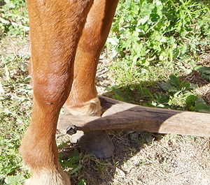 Penas para los cepos en caballos