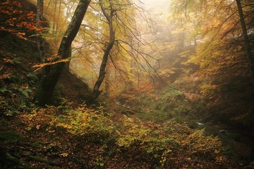 Una fotografía del hayedo de Tobía logra el premio del concurso Medio Ambiente de La Rioja