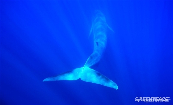 Salvamos o cazamos a las ballenas