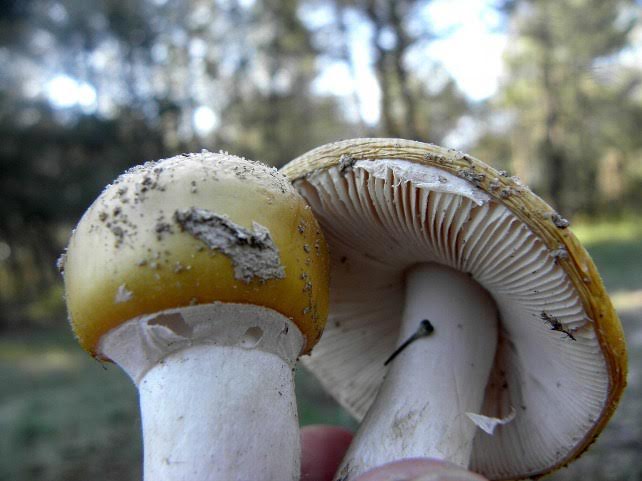 Castilla y León se ‘equivoca de plano’ y supedita los usos micológicos al ejercicio de la caza favoreciendo su privatización