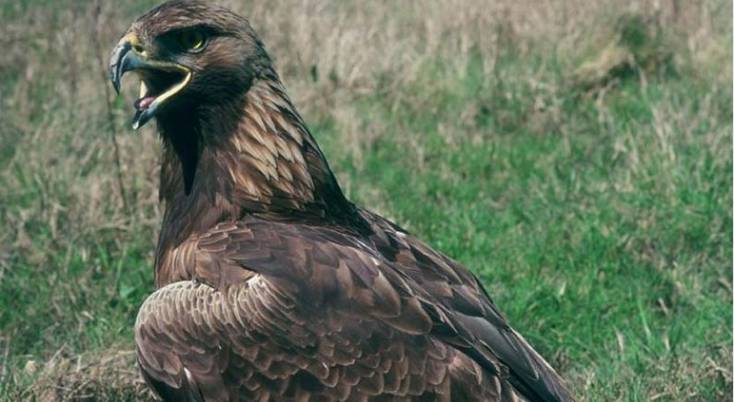 Luz verde al ‘Proyecto de Ley de Patrimonio Natural y de la Biodiversidad’