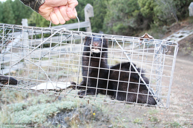 América Latina y el Caribe pierden ‘aceleradamente’ a sus vertebrados