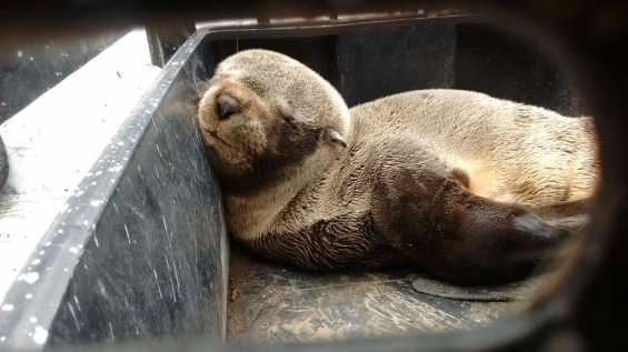 Argentina: Rescataron a dos lobos marinos en Punta Lara y en el Riachuelo