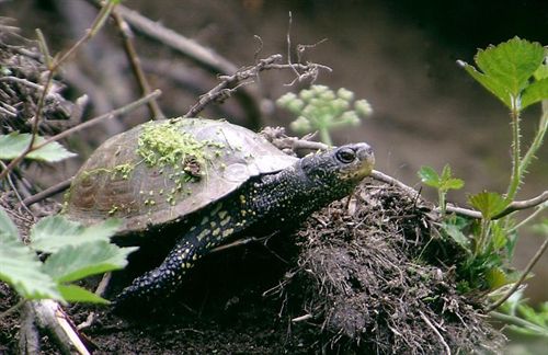 El Cemma edita en versión digital toda la información registrada sobre tortugas marinas en Galicia desde el siglo XVIII