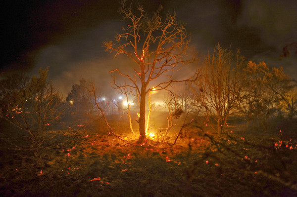 180.000 hectáreas de bosque menos en España