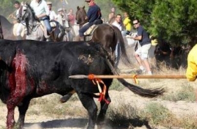El Senado debatirá retirar el reconocimiento de fiesta de interés turístico al Toro de la Vega