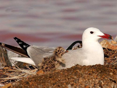 La Gaviota de Audouin triplica su población en las Islas Columbretes