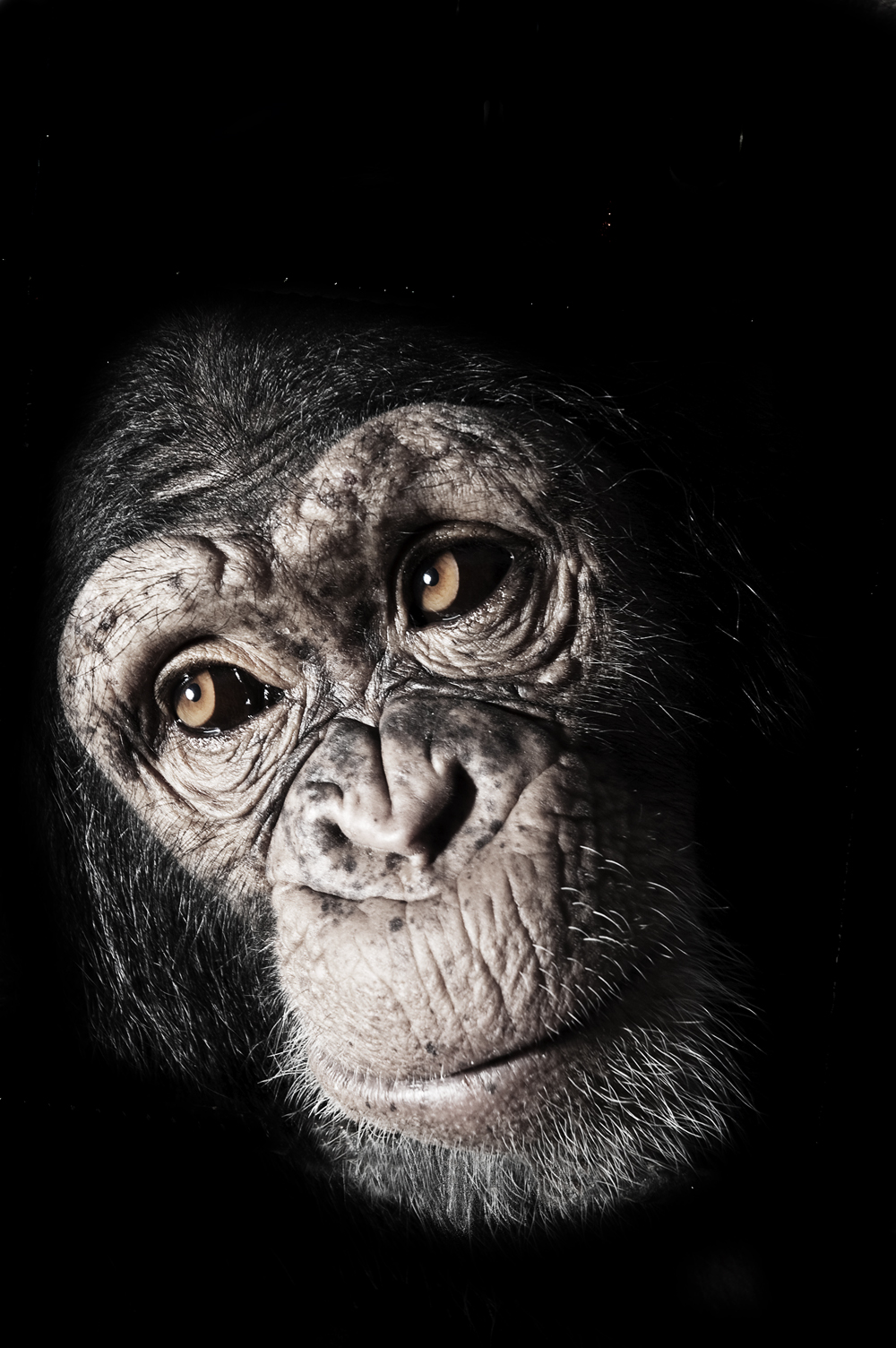 “Proyecto gran simio ocho años después”. Acto que se celebra en el congreso de los diputados reivindicando los derechos de los grandes simios.