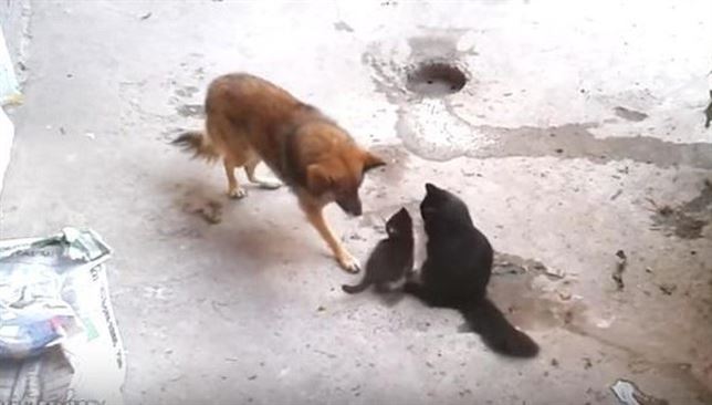 Mamá gata y sus gatitos dan la bienvenida a su mejor amiga (Vea VIDEO)