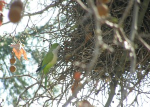 La Rioja aborda  los problemas de las especies invasoras y las amenazadas