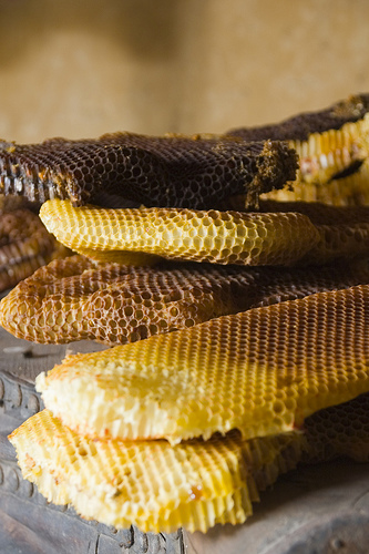 La empresa apoidea instala en Córdoba la primera colmena digital de España