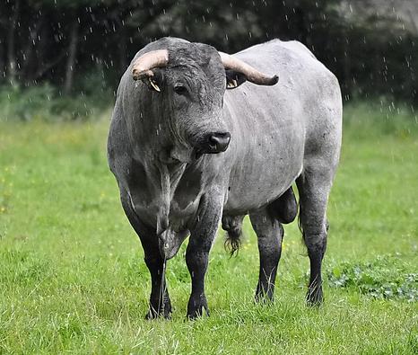 El censo de ganado equino Hispano Bretón en Cantabria se acerca a los 2.000 animales adultos y 450 de recría