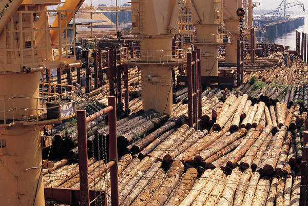 Los presupuestos incluirán una desgravación para empresas madereras con "prácticas sostenibles" con el medio ambiente