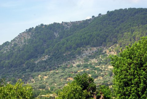 Fortalecen lazos Oaxaca y Suecia en materia forestal