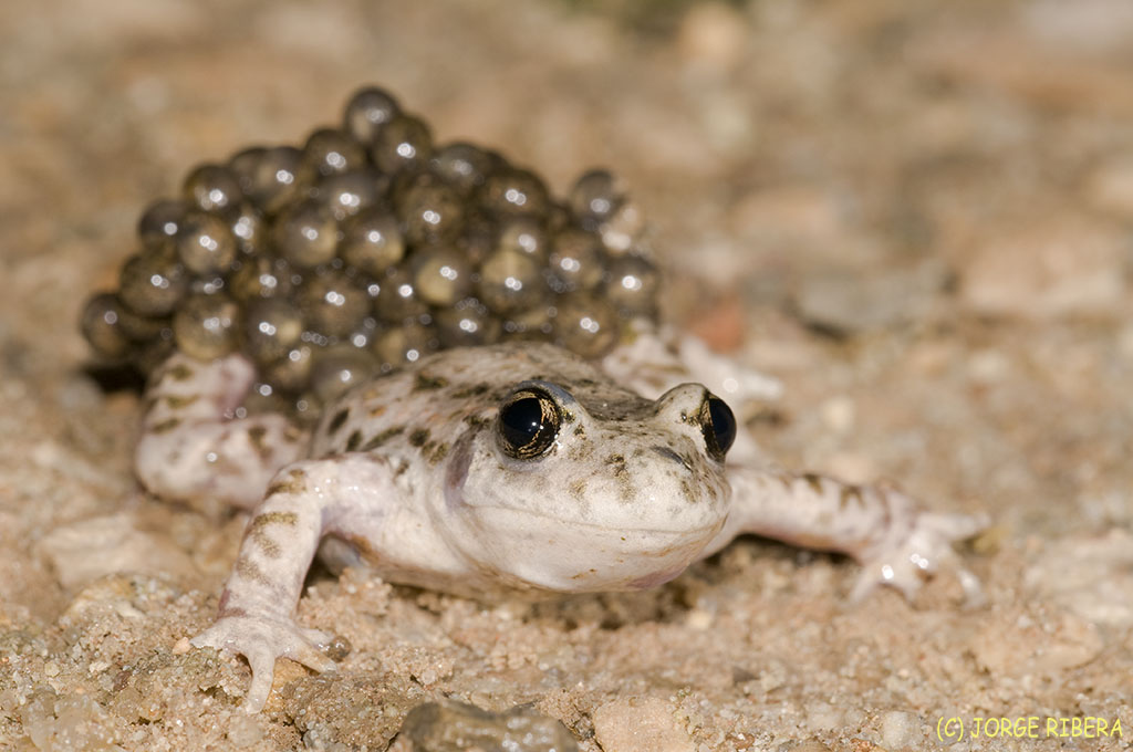Sierra de los Filabres