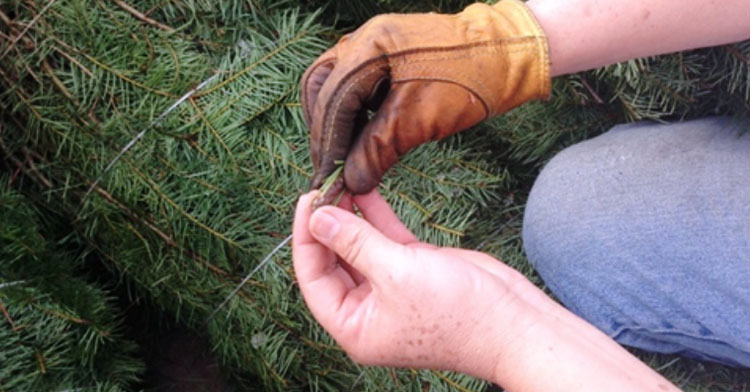 Quién revisa el ingreso de los pinos de Navidad a México
