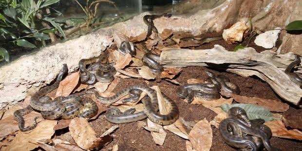 El PP advierte de que las medidas del Govern para reducir la población de serpientes en las Pitiusas son "insuficientes"