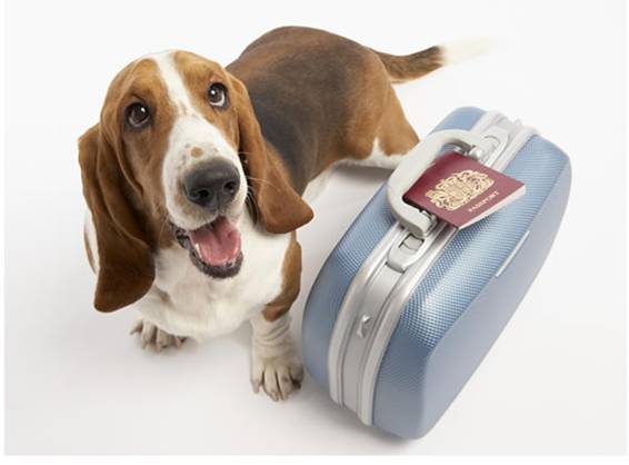 Se simplificarán las normas para viajar con mascotas en la UE