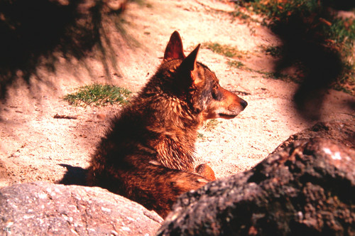 Castilla y León ‘alberga’ 1.600 ejemplares de lobo ibérico