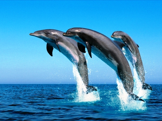 Descubren que los delfines franciscana ingieren desechos plásticos