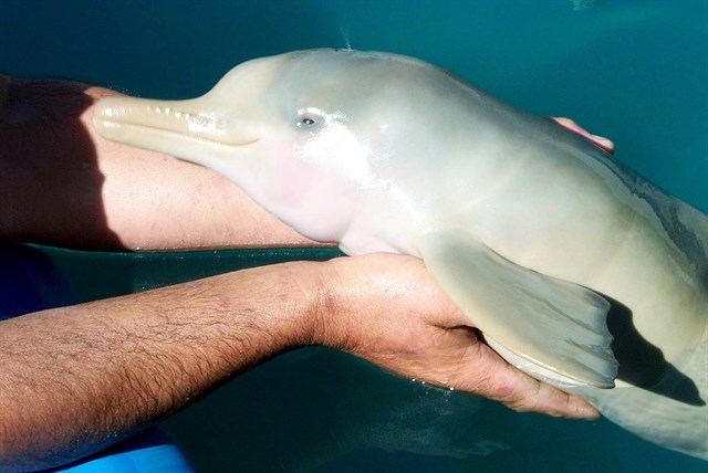 Salvados una veintena de delfines varados en Cancún