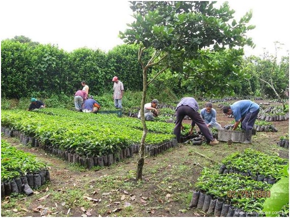 Cultivos sostenibles de café en el bosque Alto Mayo de Perú