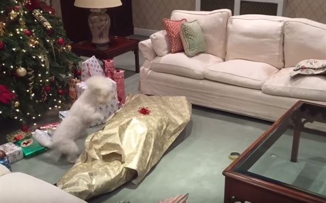 El perro que recibe su regalo de Navidad (Vea VIDEO)