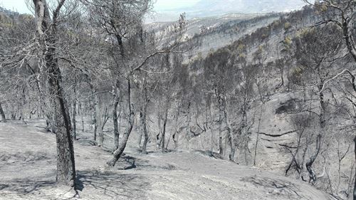 El Ejecutivo declarará zonas de actuación especial los incendios de Jaén y Granada