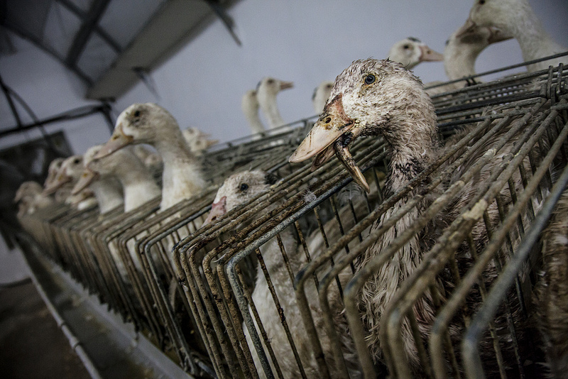 Foie gras. Grandes supermercados y conocidos restaurantes españoles relacionados con escenas de sufrimiento animal