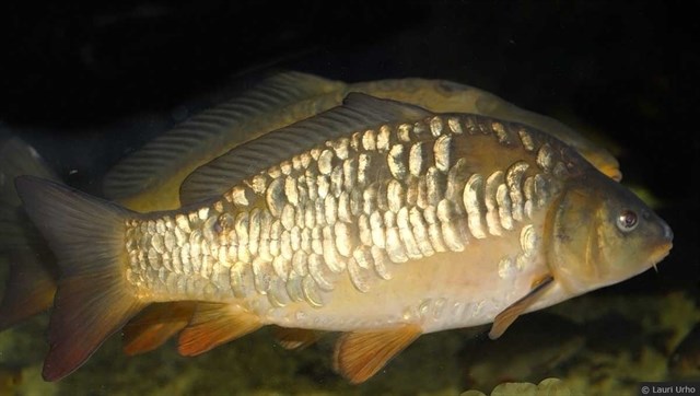 Un estudio alerta del impacto de la carpa en lagunas de gran valor ecológico para la conservación de las aves