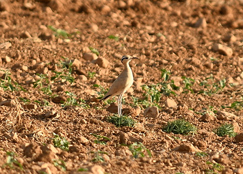 El corredor sahariano cría por primera vez en Granada