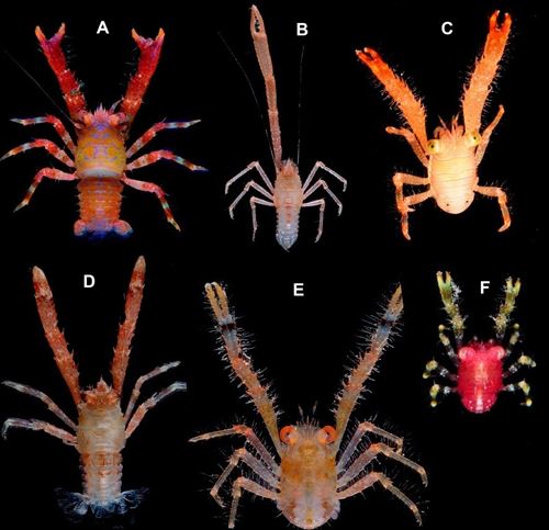 CSIC descubre 92 nuevas especies de cangrejos Galathea del Índico y el Pacífico