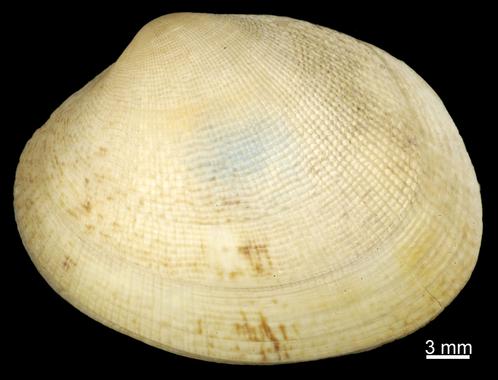 La especie de la almeja fina está compuesta por tres razas diferentes