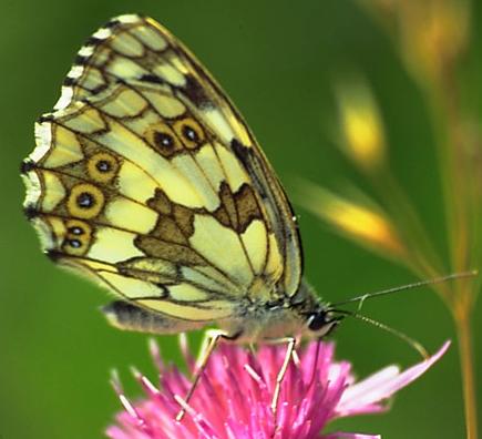 La pérdida de hábitat corta las alas a las mariposas europeas