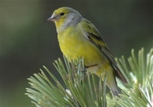 Debido a las migraciones