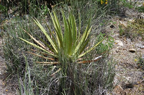Investigadores descubren que la disparidad de plantas facilita su cooperación en la naturaleza