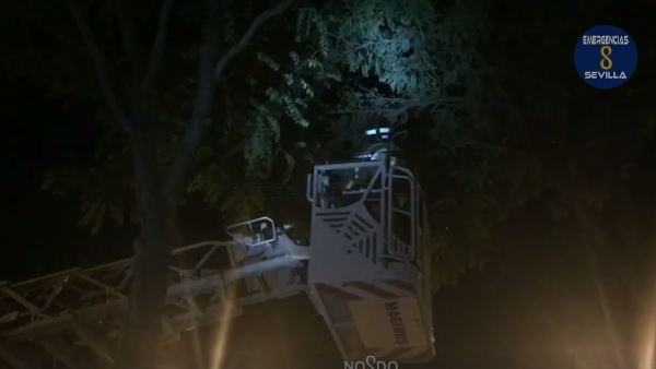 Recuperan un ejemplar de primate protegido en las inmediaciones del Parque Amate de Sevilla