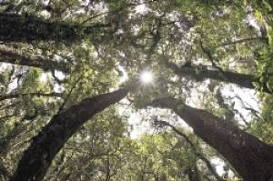 Ecosistemas serán punta de lanza para Fondo Verde