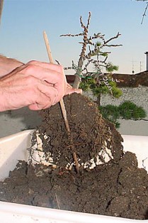 Trasplantar un arbusto de la maceta al jardín