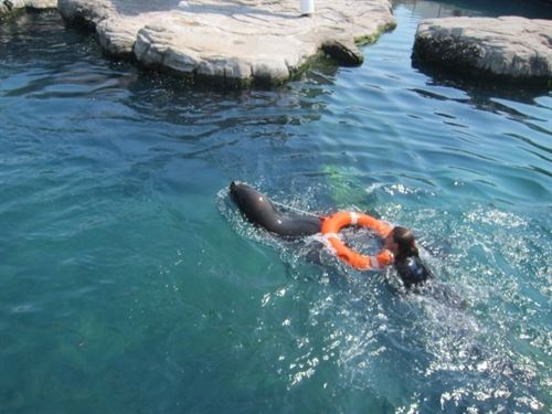 Proyecto piloto en todo el mundo. El Oceanográfico de Valencia entrena leones marinos para el rescate de personas