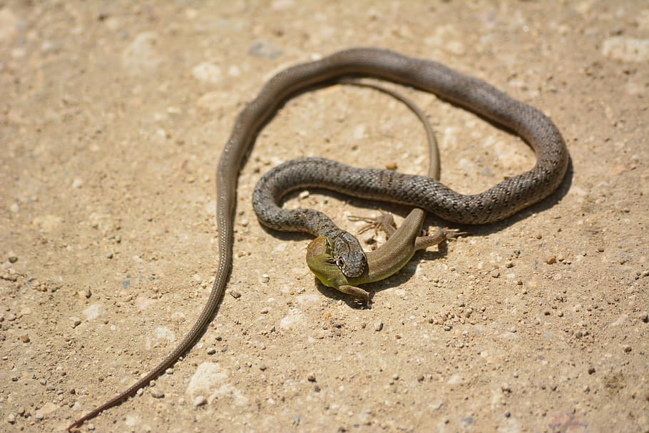 La rápida evolución puede acabar en extinción