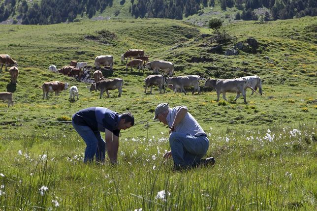 Plans de Pòrtoles (Ripollès)
