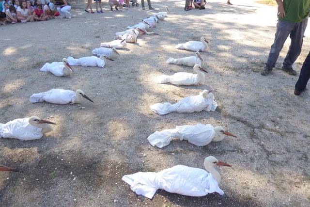 Liberan en Alcalá a 22 pollos de ciguëña