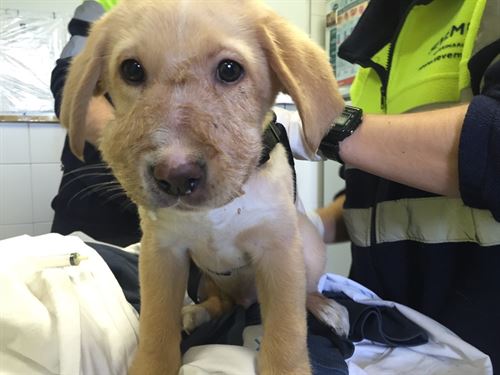 Arrojan a un contenedor de basura un cachorro con cinta aislante en el hocico