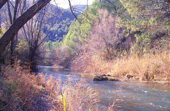 Miles de peces aparecen muertos en el azarbe del Turia (Valencia)