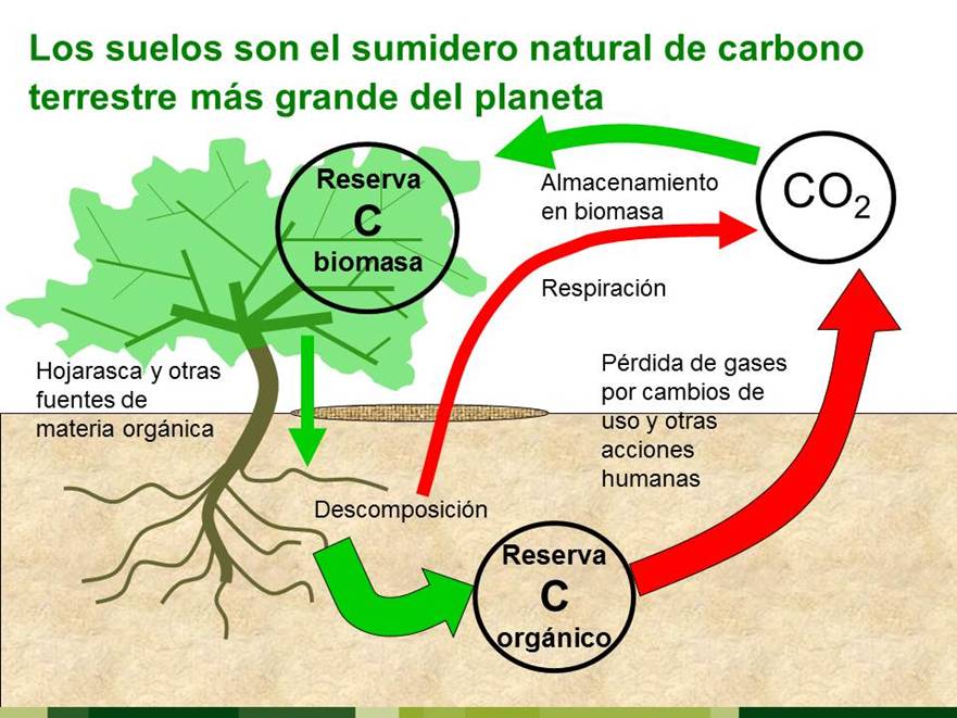 Los suelos forestales españoles acumulan tanto carbono como el que su población emite en 29 años
