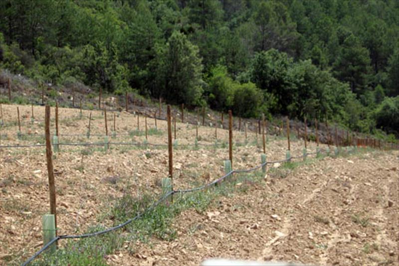 Andalucía ‘avisa’ de la obligación de limpiar parcelas en contacto con espacios forestales