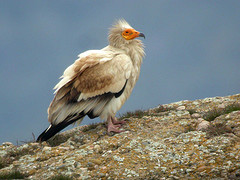Marcan con transmisores vía satélite a dos ejemplares de alimoche